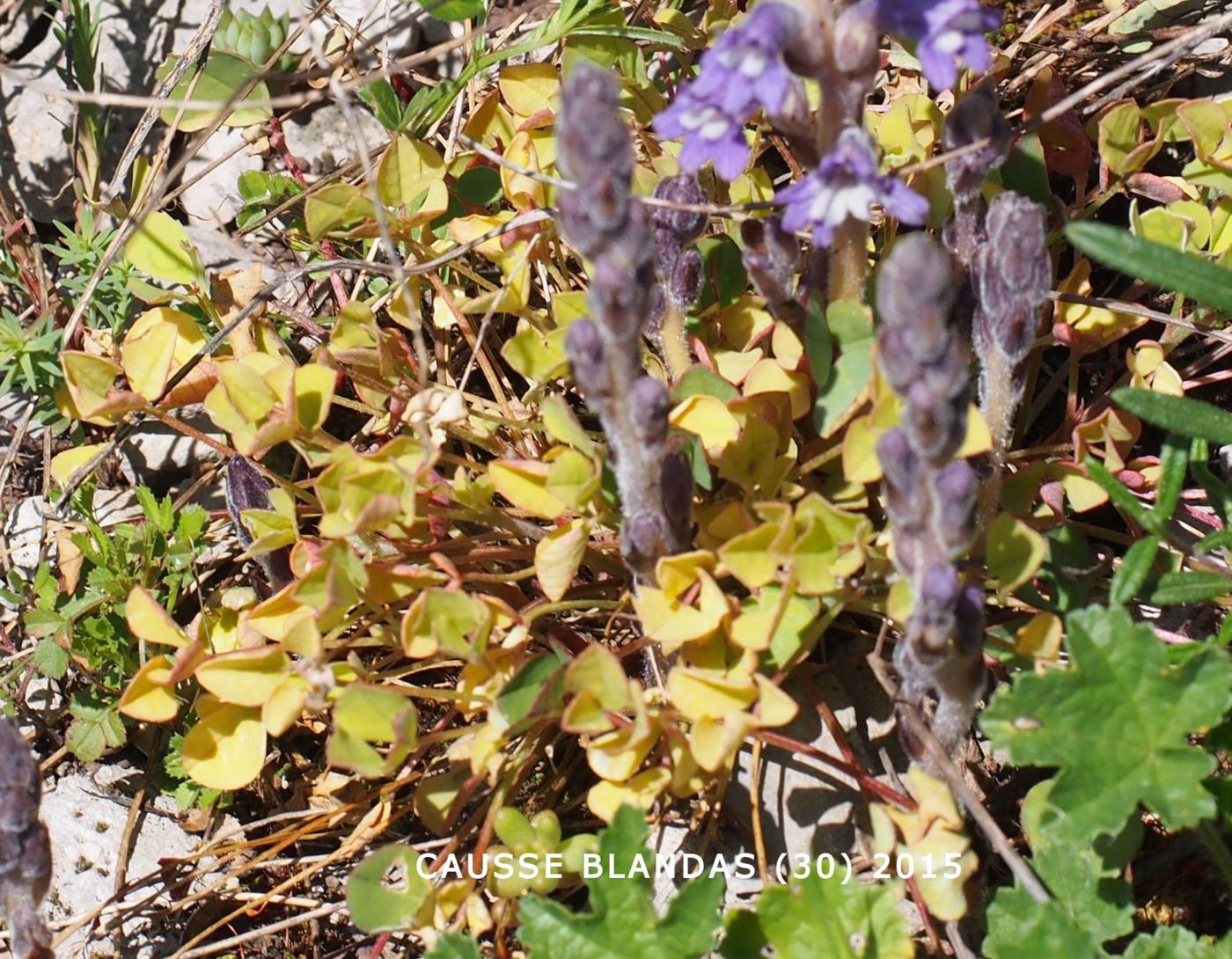 Broomrape, Dwarf leaf